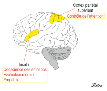 Attention et conscience des émotions dans le serveau.