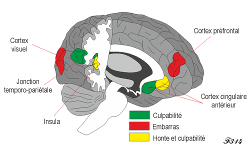 Aires cérébrales de la culpabilité.