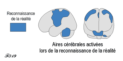 Cerveau et reconnaissance de la réalité.