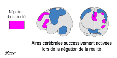 Cerveau et mensonge.