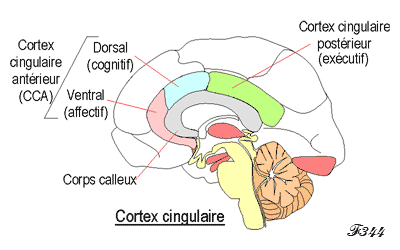 Cerveau et émotions.