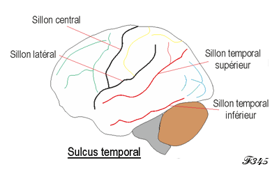 Cerveau et émotions.