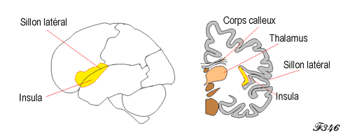 Insula et émotions.