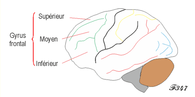 Gyrus frontal.