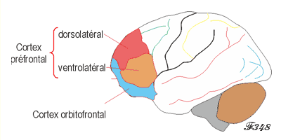 Cortex préfrontal.