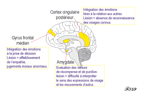 Brain : moral sense areas.