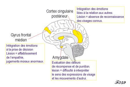 Cerveau : les aires du sens moral.