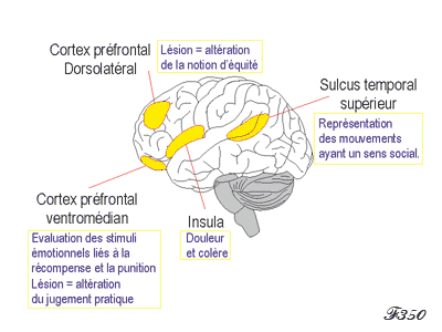 Brain : moral sense areas.
