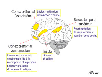 Cerveau : les aires du sens moral.