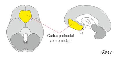 Cortex préfrontal ventromédian.