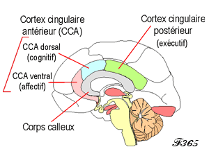 Cortex cingulaire antérieur.