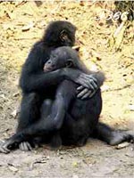 Gestures of consolation between bonobos.