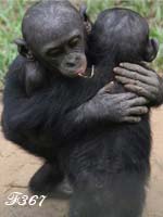 Gestures of consolation between bonobos.