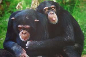 Gestes de consolation entre chimpanzés.