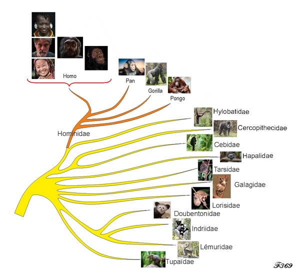 Arbre généalogique des primates.