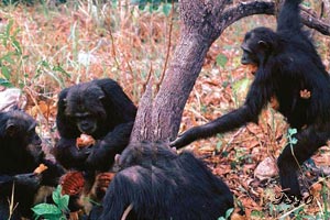 Food sharing between chimpanzees.