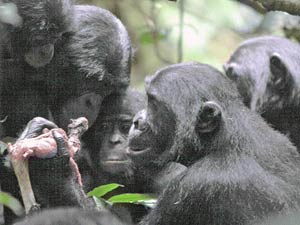 Partage de nourriture entre chimpanzés.