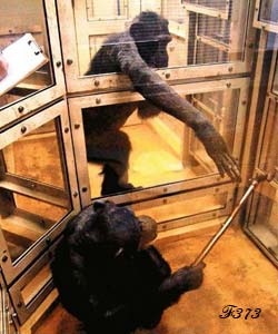 Entr'aide entre chimpanzés.