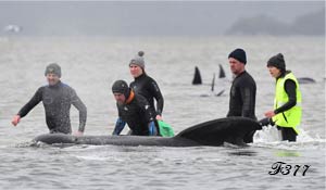 Rescue of a cetacean.