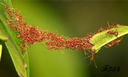 Création d'un pont entre deux feuilles par une colonne de fourmis.