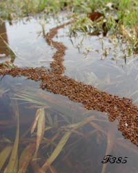 Creation of a living raft by ants.