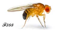 Drosophila.