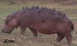 Birds on a hippopotamus'back.