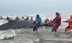 Assistance à une baleine.