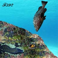 Cooperation between a grouper and a moray eel.