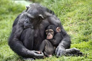 Relation mère-enfant chez les chimpanzés.