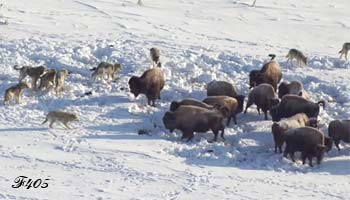 Bisons attacked by wolves.