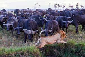 Buffaloes confronting a lion.