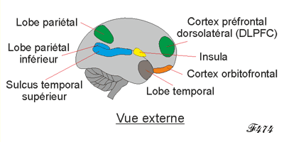 Cerebral areas involved in moral decisions.