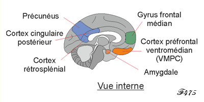 Cerebral areas for moral decisions.