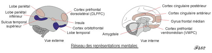 Régions cérébrales du jugement moral.