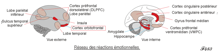 Régions cérébrales du jugement moral.