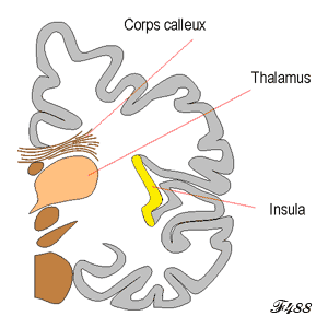 Aires cérébrales : thalamus et insula.