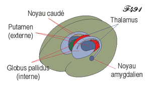 The caudate nuclei