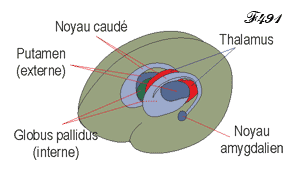 Les noyaux caudés.