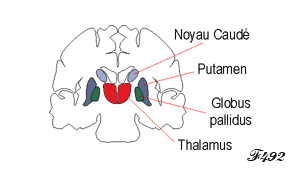 Les noyaux caudés.