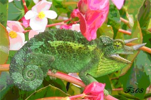 Chameleon mimicry.