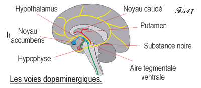 Dopaminergic pathways.