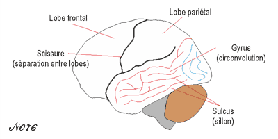 Difference between gyrus and sulcus.