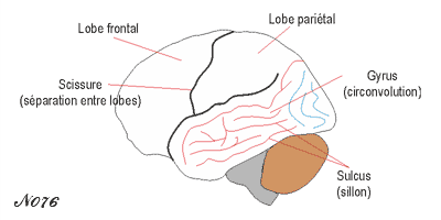 Différence entre gyrus et sulcus.