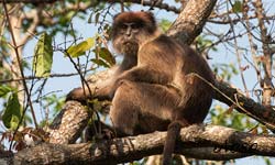 Bay colobus on a branch.