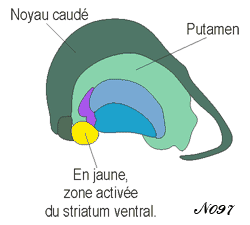 Striatum ventral.