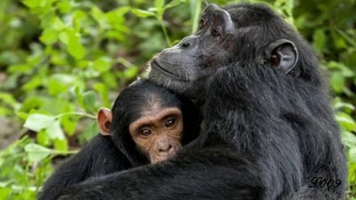 Tendresse d'une femelle chimpanzé et son petit.