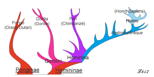 Phylogénèse des hominidés.