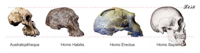 Morphologie du crâne des hominidés