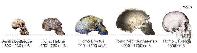 Volume cérébral des hominidés.